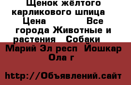 Щенок жёлтого карликового шпица  › Цена ­ 50 000 - Все города Животные и растения » Собаки   . Марий Эл респ.,Йошкар-Ола г.